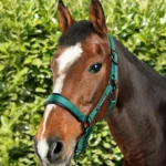 corda-head-collar-with-lead-rope-green-2_1600x